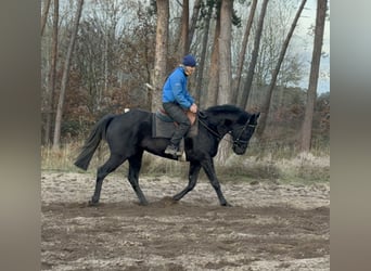 Koń pełnej krwi angielskiej, Wałach, 7 lat, 163 cm, Kara