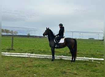 Koń pełnej krwi angielskiej, Wałach, 7 lat, 165 cm, Gniada