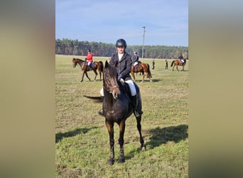 Koń pełnej krwi angielskiej, Wałach, 7 lat, 165 cm, Gniada