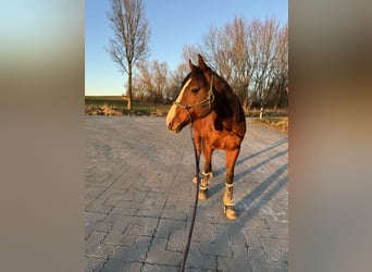 Koń pełnej krwi angielskiej, Wałach, 7 lat, 170 cm, Gniada