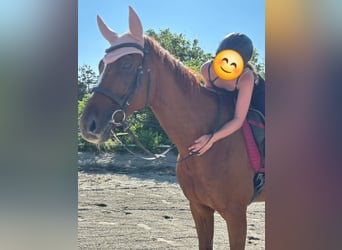 Koń pełnej krwi angielskiej, Wałach, 7 lat, 171 cm, Kasztanowata