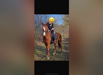 Koń pełnej krwi angielskiej, Wałach, 8 lat, 156 cm, Kasztanowata