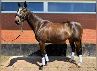 Koń pełnej krwi angielskiej, Wałach, 8 lat, 157 cm, Gniada