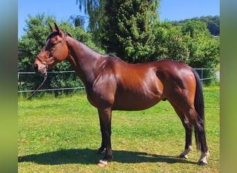 Koń pełnej krwi angielskiej, Wałach, 8 lat, 158 cm, Gniada