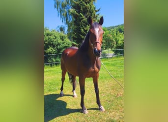 Koń pełnej krwi angielskiej, Wałach, 8 lat, 158 cm, Gniada
