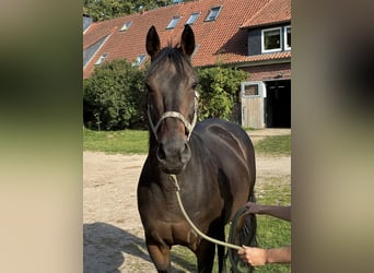 Koń pełnej krwi angielskiej, Wałach, 8 lat, 160 cm, Ciemnogniada