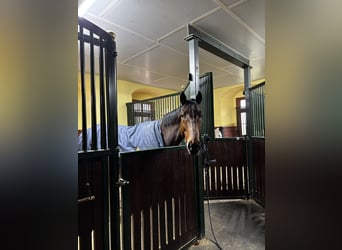 Koń pełnej krwi angielskiej, Wałach, 8 lat, 165 cm, Gniada