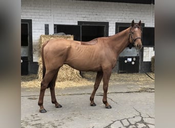 Koń pełnej krwi angielskiej, Wałach, 8 lat, 165 cm, Kasztanowata