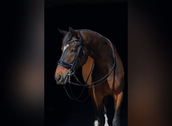 Koń pełnej krwi angielskiej, Wałach, 8 lat, 166 cm, Ciemnogniada
