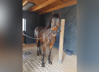 Koń pełnej krwi angielskiej, Wałach, 8 lat, 167 cm, Ciemnogniada