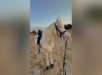 Koń pełnej krwi angielskiej, Wałach, 9 lat, 157 cm, Cremello