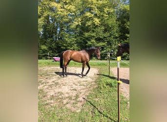 Koń pełnej krwi angielskiej, Wałach, 9 lat, 160 cm, Gniada