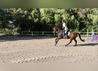 Koń pełnej krwi angielskiej, Wałach, 9 lat, 160 cm, Gniada