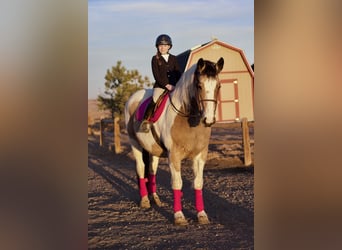 Koń pociągowy Mix, Klacz, 10 lat, 165 cm, Srokata