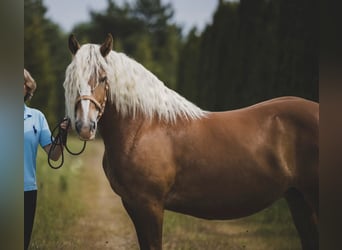 Koń pociągowy, Klacz, 10 lat, 166 cm, Ciemnokasztanowata