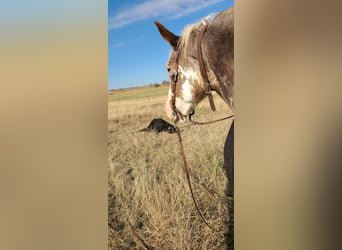 Koń pociągowy Mix, Klacz, 11 lat, 163 cm, Sabino