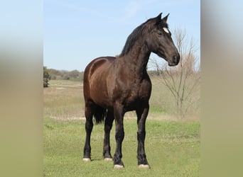 Koń pociągowy, Klacz, 13 lat, 163 cm, Kara