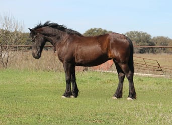 Koń pociągowy, Klacz, 13 lat, 163 cm, Kara