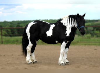 Koń pociągowy, Klacz, 14 lat, 170 cm, Tobiano wszelkich maści