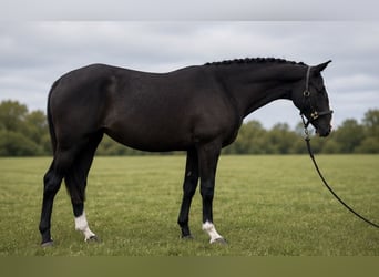 Koń pociągowy, Klacz, 2 lat, 167 cm, Kara