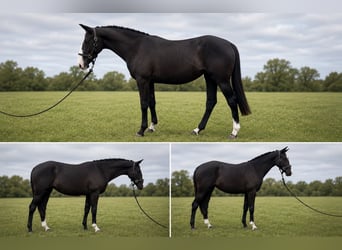 Koń pociągowy, Klacz, 2 lat, 167 cm, Kara