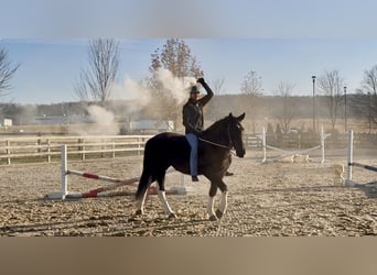 Koń pociągowy Mix, Klacz, 3 lat, 155 cm, Srokata