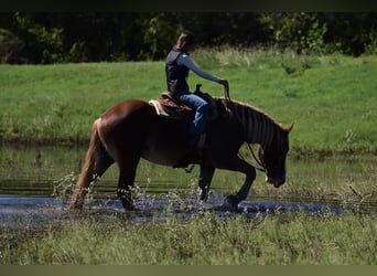 Koń pociągowy Mix, Klacz, 3 lat, 173 cm, Cisawa
