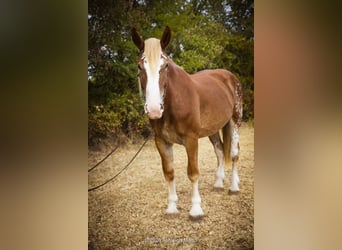 Koń pociągowy Mix, Klacz, 3 lat, 173 cm, Cisawa