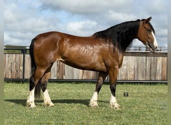 Koń pociągowy, Klacz, 4 lat, 152 cm, Gniada