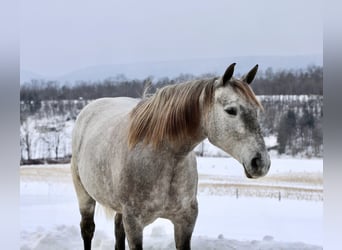 Koń pociągowy Mix, Klacz, 4 lat, 152 cm, Siwa