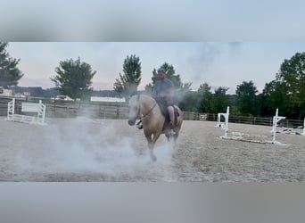 Koń pociągowy, Klacz, 4 lat, 155 cm, Izabelowata