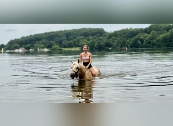 Koń pociągowy, Klacz, 4 lat, 155 cm, Izabelowata
