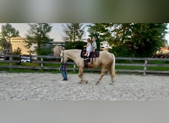 Koń pociągowy, Klacz, 4 lat, 155 cm, Izabelowata