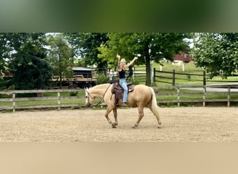 Koń pociągowy, Klacz, 4 lat, 155 cm, Izabelowata