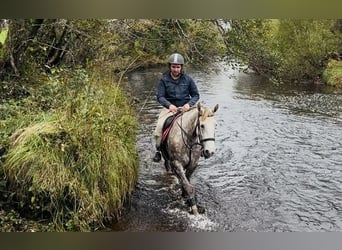 Koń pociągowy, Klacz, 4 lat, 160 cm, Siwa jabłkowita