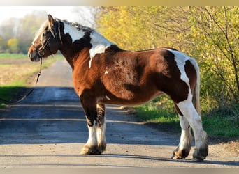 Koń pociągowy, Klacz, 5 lat, 162 cm, Srokata