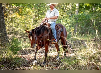 Koń pociągowy Mix, Klacz, 5 lat, Gniada