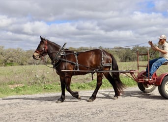 Koń pociągowy, Klacz, 6 lat, 152 cm, Gniada