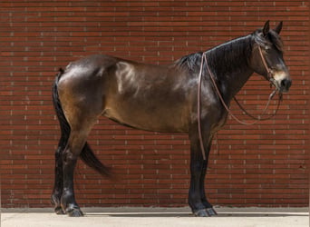 Koń pociągowy, Klacz, 6 lat, 152 cm, Gniada