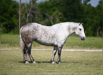 Koń pociągowy Mix, Klacz, 6 lat, 157 cm, Siwa jabłkowita