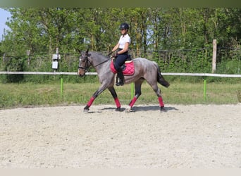 Koń pociągowy Mix, Klacz, 6 lat, 163 cm, Gniadodereszowata