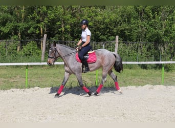 Koń pociągowy Mix, Klacz, 6 lat, 163 cm, Gniadodereszowata