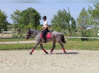 Koń pociągowy Mix, Klacz, 6 lat, 163 cm, Gniadodereszowata