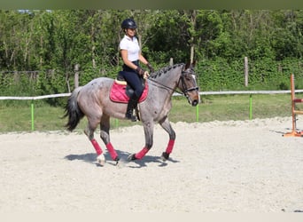 Koń pociągowy Mix, Klacz, 6 lat, 163 cm, Gniadodereszowata