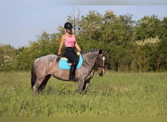 Koń pociągowy Mix, Klacz, 6 lat, 163 cm, Gniadodereszowata