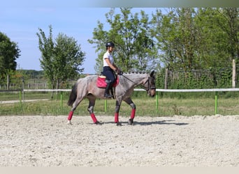 Koń pociągowy Mix, Klacz, 6 lat, 163 cm, Gniadodereszowata