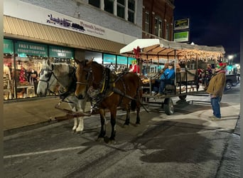 Koń pociągowy Mix, Klacz, 7 lat, 160 cm, Gniada