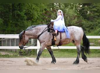 Koń pociągowy, Klacz, 7 lat, 163 cm, Gniadodereszowata
