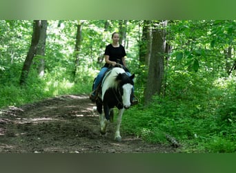 Koń pociągowy Mix, Klacz, 7 lat, Srokata