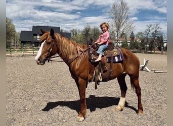 Koń pociągowy Mix, Klacz, 8 lat, 157 cm, Cisawa